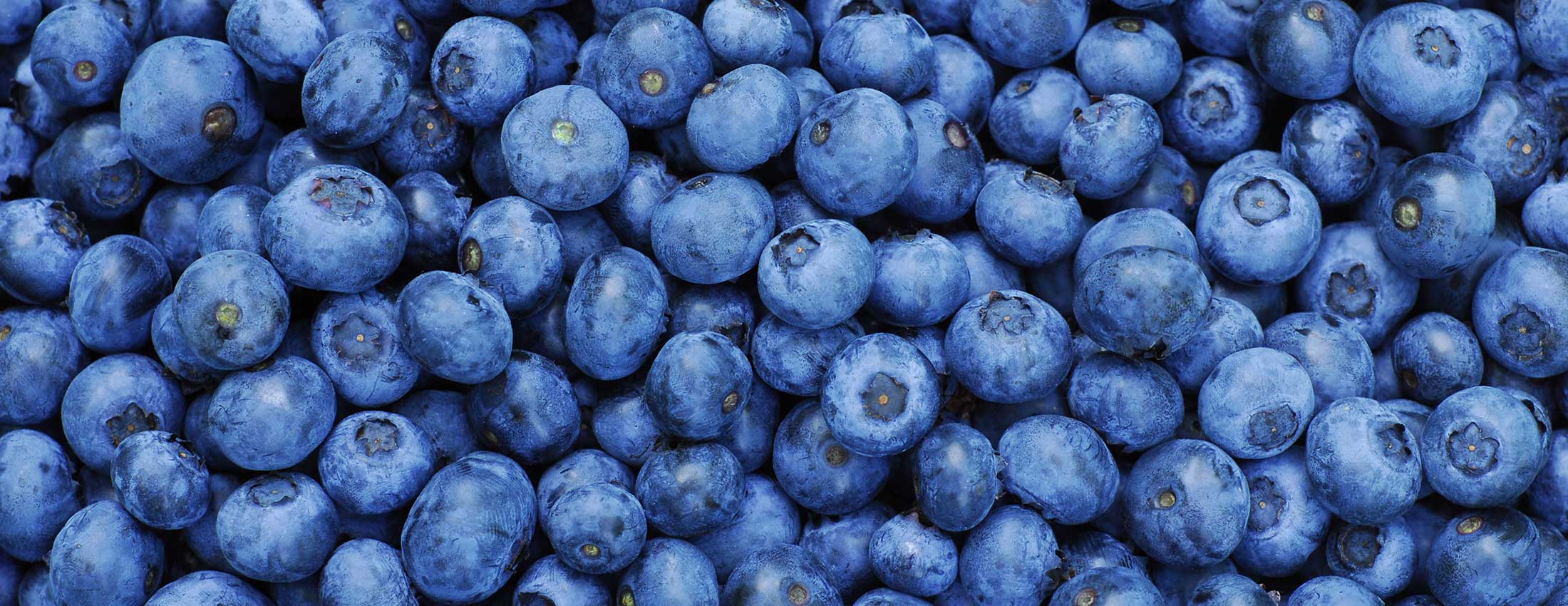 Biological Blueberries are World Beaters