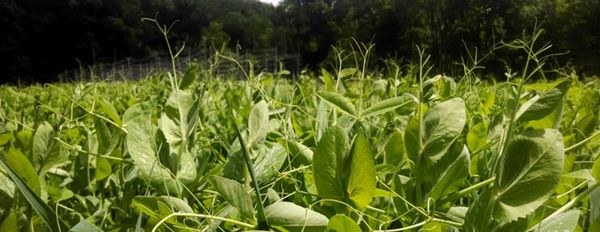 Cover Crop Secrets – Interview with Jeff (Part 1)