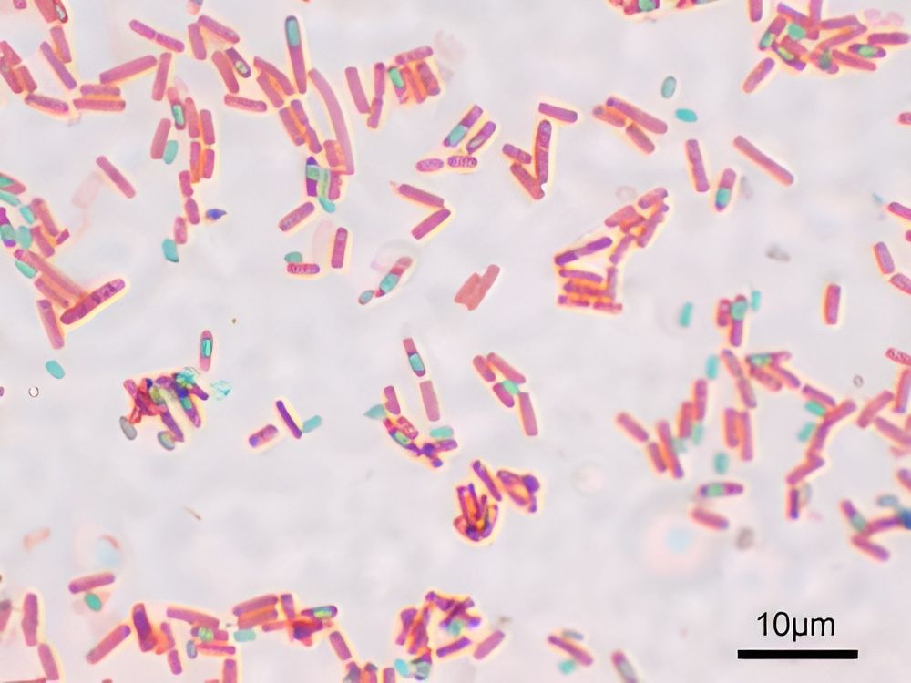 The Bounty of Bacillus - The Beauty of On-Farm Brewing