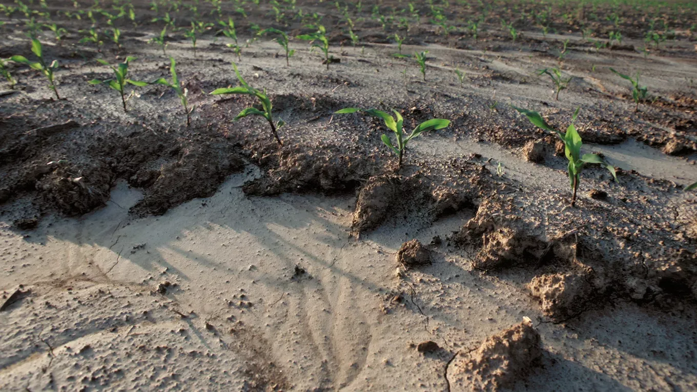 The Bounty of Bacillus - The Beauty of On-Farm Brewing