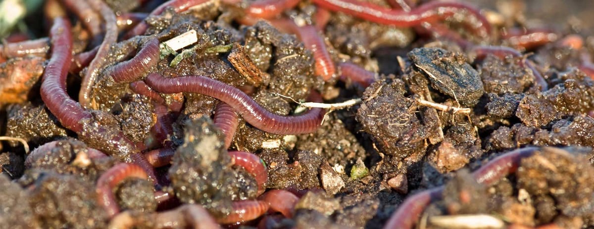 Earthworms - Eat The Weeds and other things, too