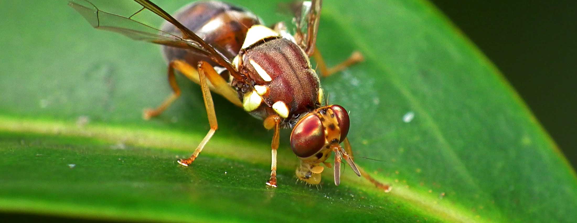 Managing the Q Fly Menace