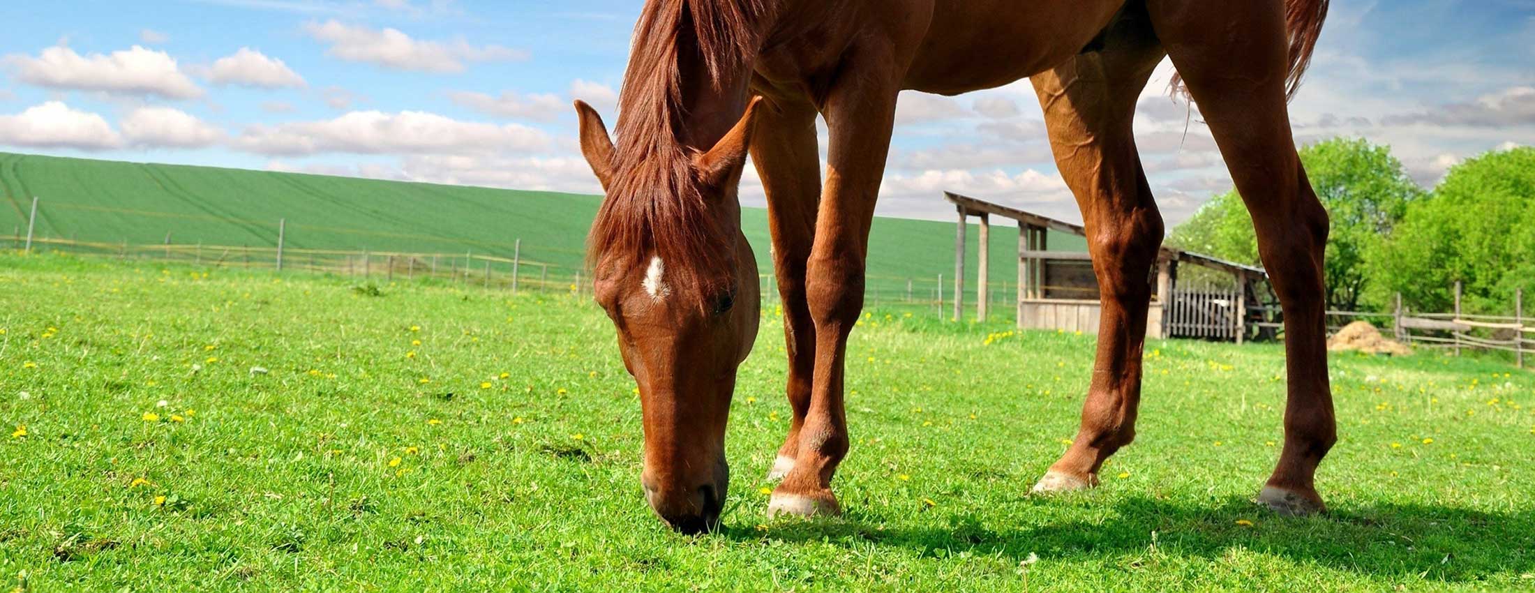 Humates for Horse Health