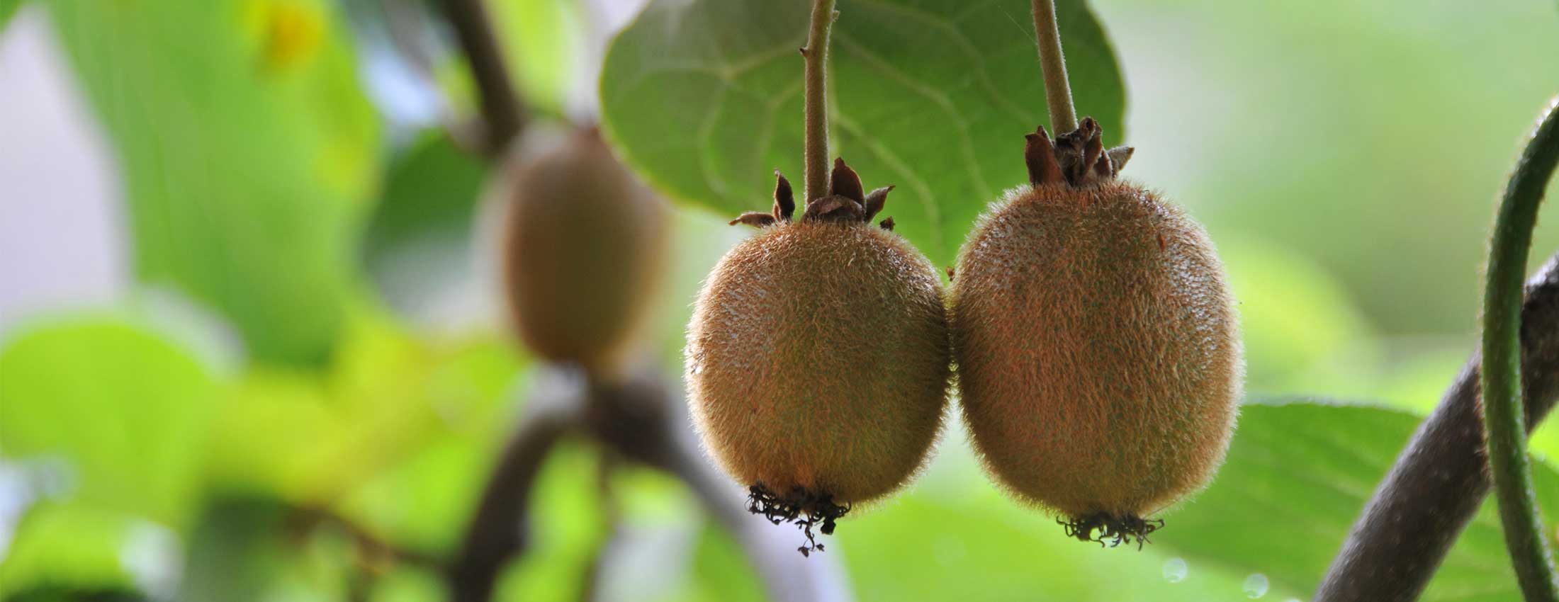 Australian Company Helps with Kiwifruit Crisis