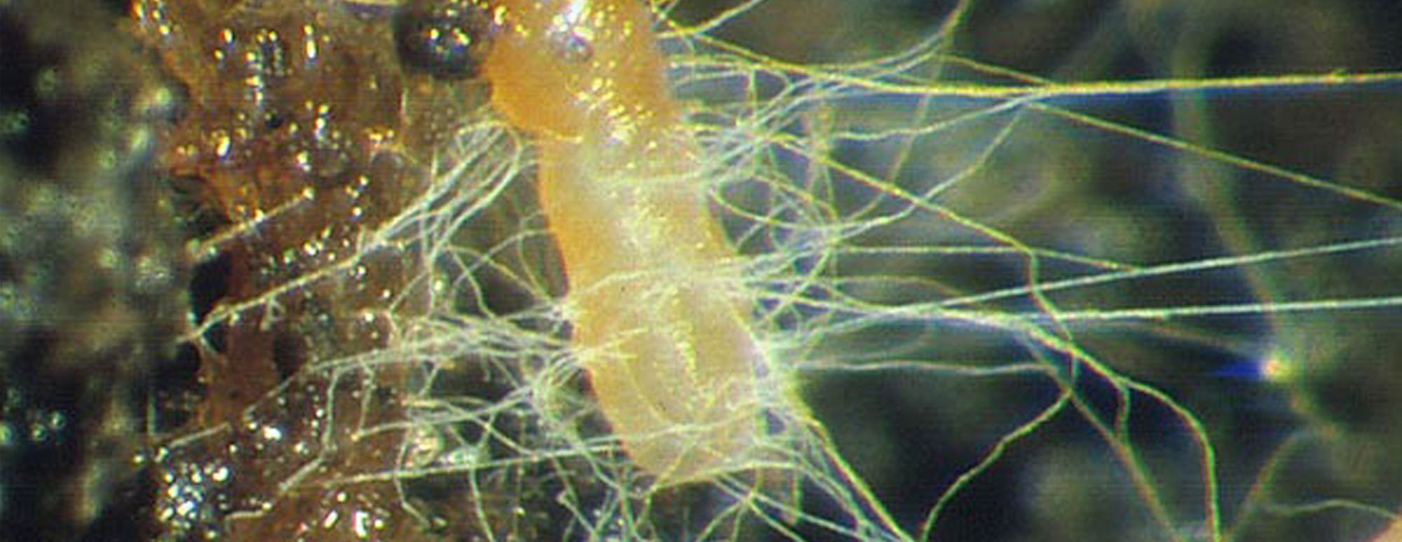 Mycorrhizal Magic – New Biological Breakthrough