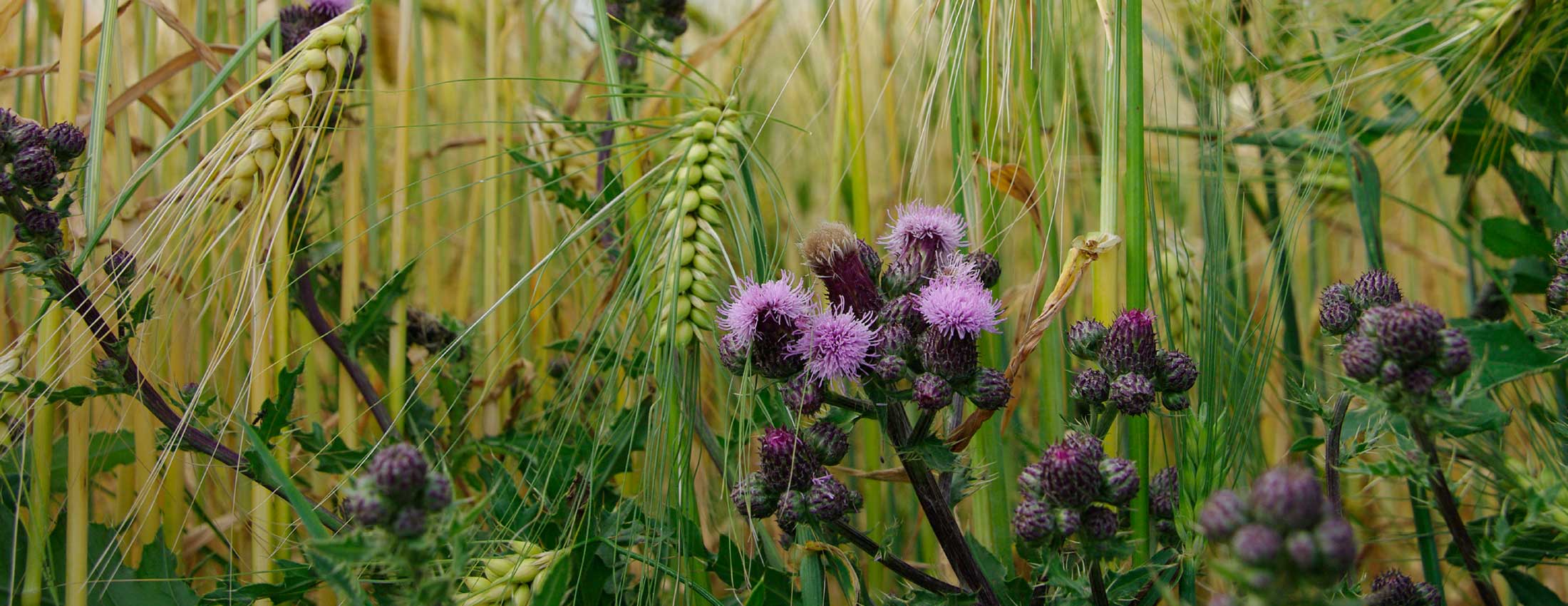 The Other Side of Weeds