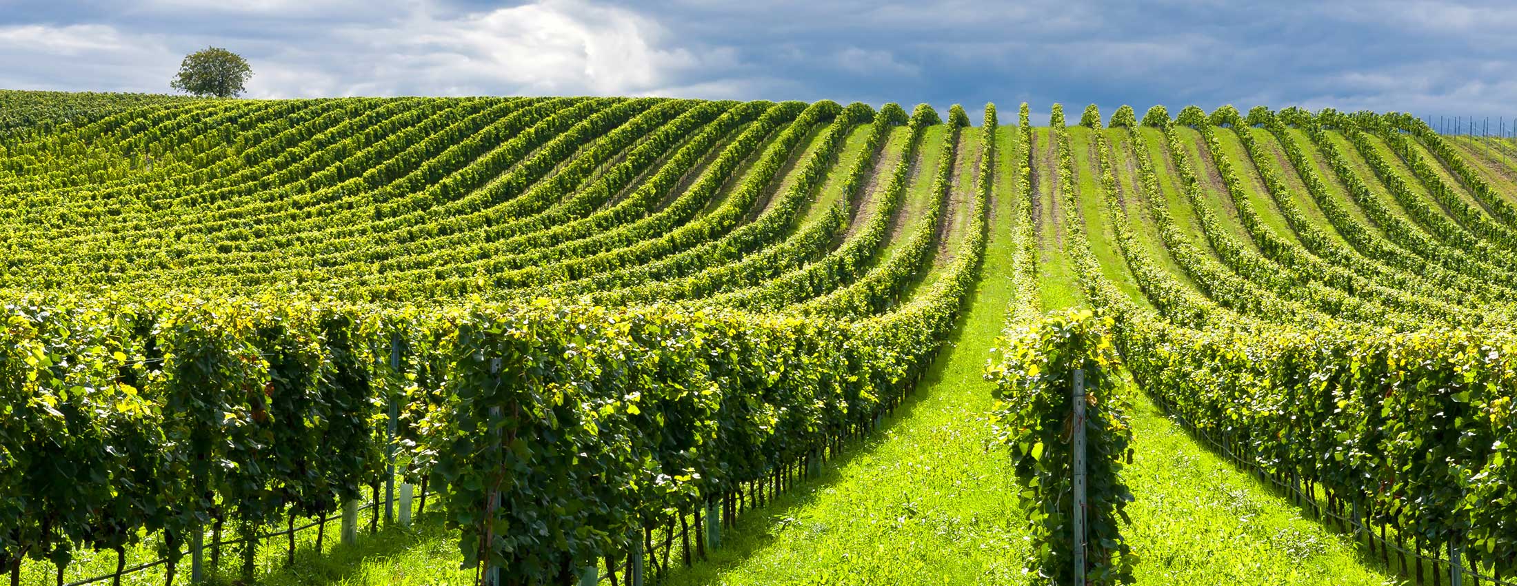 World’s Leading Vineyard Uses NTS