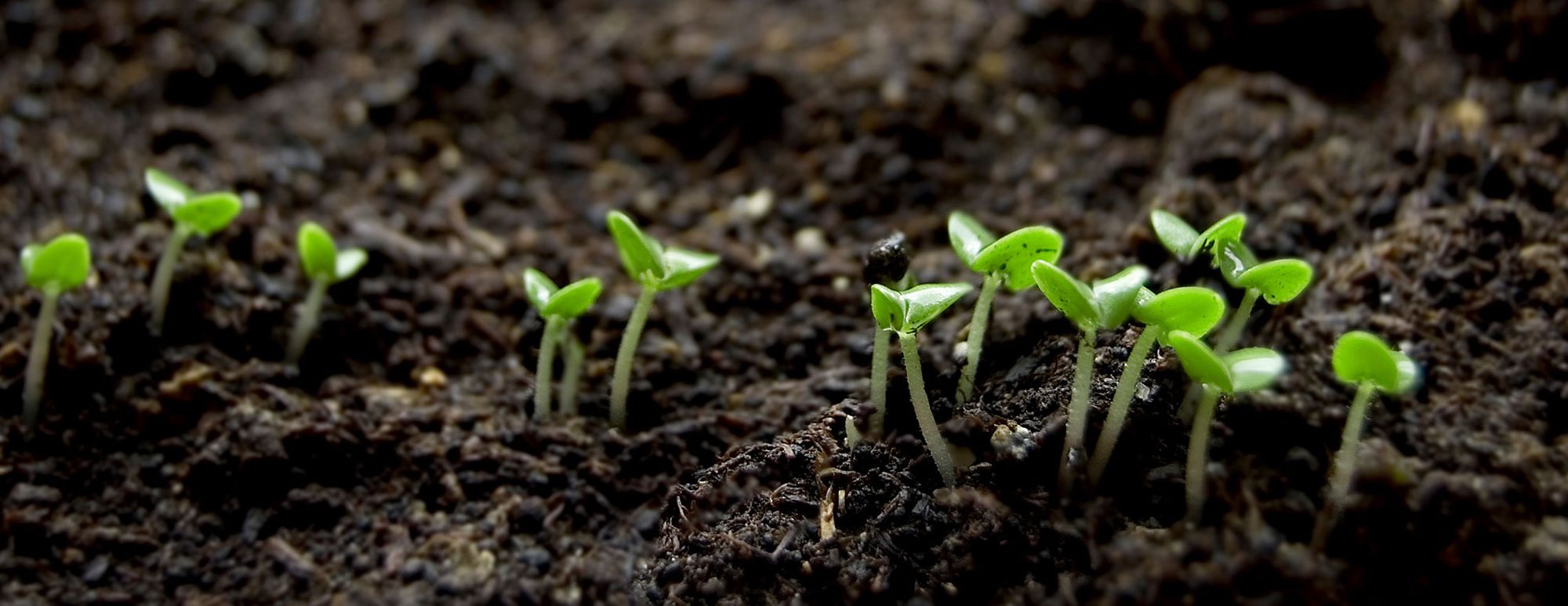 What we Gain when we Allow Plants to Protect Themselves