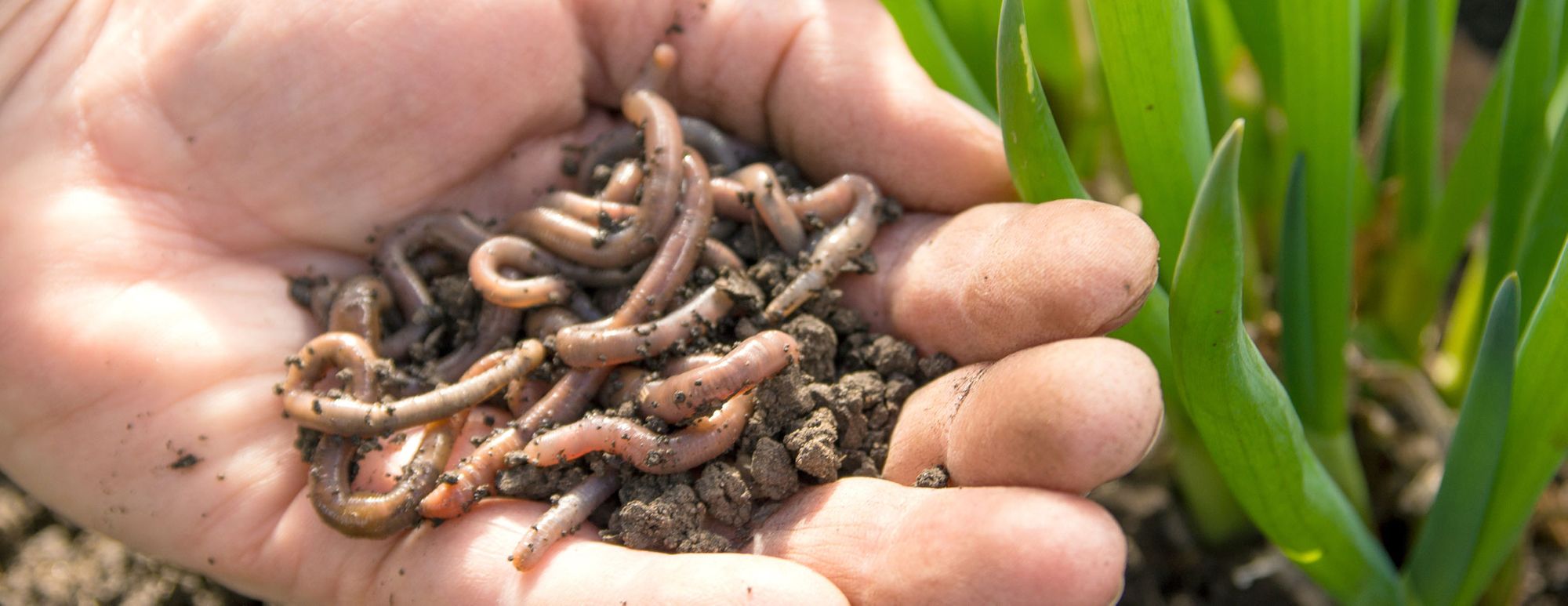 Bringing Back The Earthworms – Paul’s Story