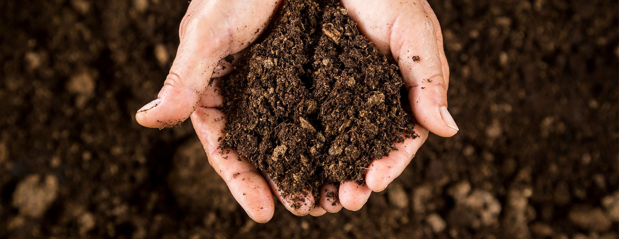 Creating Disease Suppressive Soils – Part 2