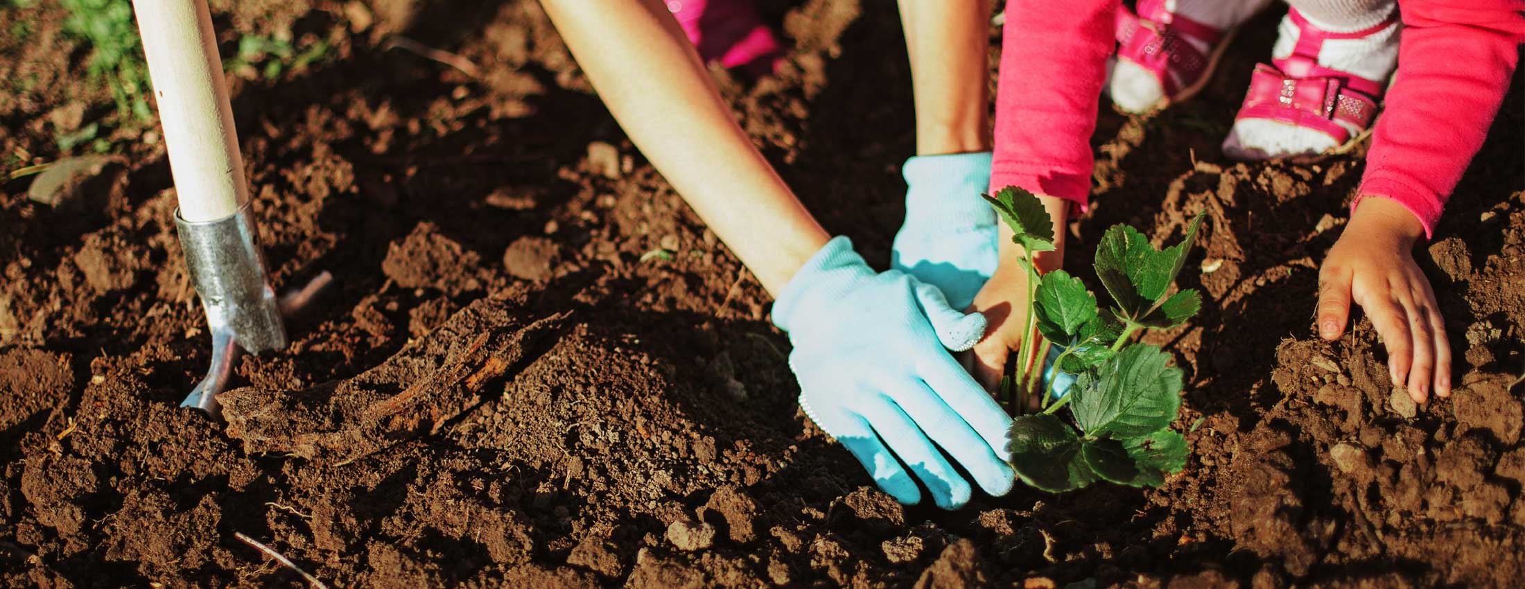Humus Gardening – Healthy Soils, Hardy People, Happy Planet (Part 1)