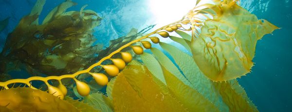 Tri-Kelp™ – A Multi Purpose Marvel